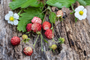 Small bouquet with wild strawberries on wooden background Small bouquet with wild strawberries on wooden background